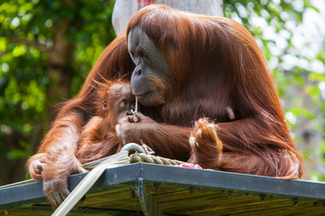 Mother Orangutan With Her Baby © FiledIMAGE