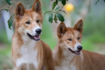 Fotobehang Dingoes © FiledIMAGE