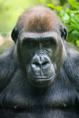 Fototapeta premium Pensive Gorilla