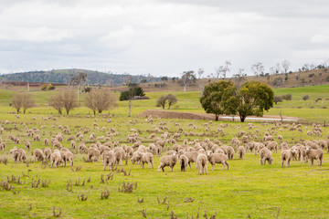 Field of Sheep