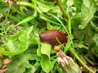 The slug creeps on leaves