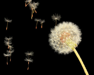 Dandelion and flying seeds on black background