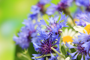 Beautiful cornflowers and chamomiles on green background