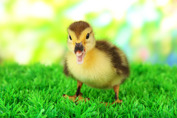 Cute duckling on green grass, on bright background