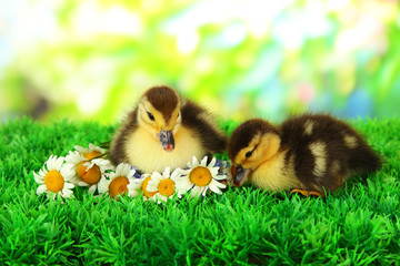 Cute ducklings on green grass, on bright background