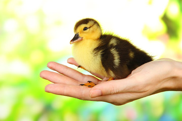 Hand with cute duckling, on bright background