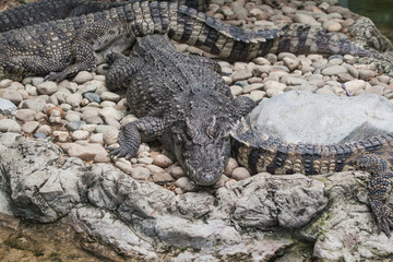 Obraz premium Crocodile
