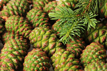 Fototapeta premium Green cones and fir tree, close up