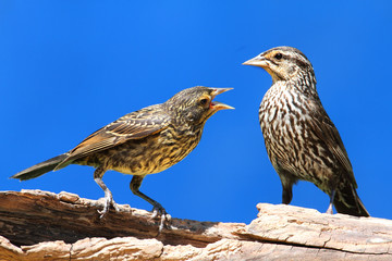 Red-winged Blackbird