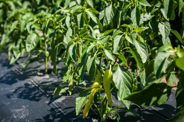 green chilli peppers plant