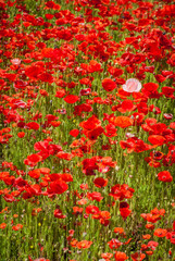 poppy field