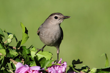 Gray Catbird Dumetella carolinensis
