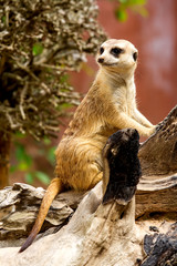 Fototapeta premium Meerkat