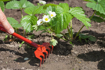 Weeding of strawberries.