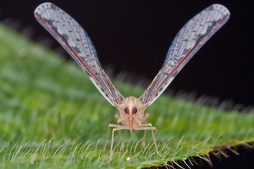 Frontal shot of a Derbidae planthopper