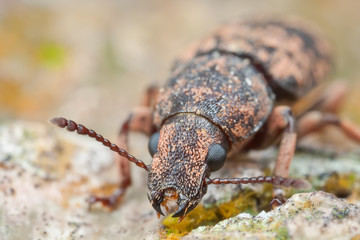 A weevil on tree trunk