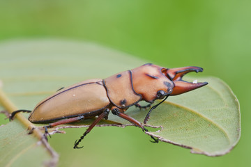 Beautiful stag beetle, Prosopocoilus occipitalis