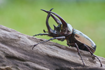 A rhinoceros beetle