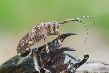 A longhorn beetle on a rhinoceros beetle