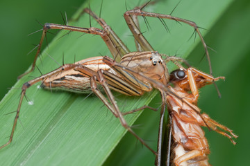 A Lynx spider with winged termite prey