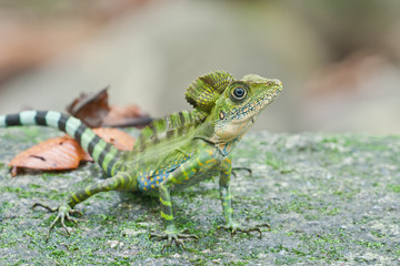 A male angle head lizard with many mosquitoes on him