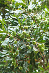Unripe macadamia nuts hanging on tree