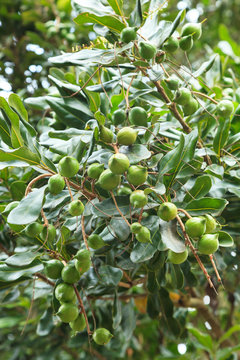 Unripe Macadamia Nuts Hanging On Tree