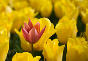 Red tulip in the yellow background