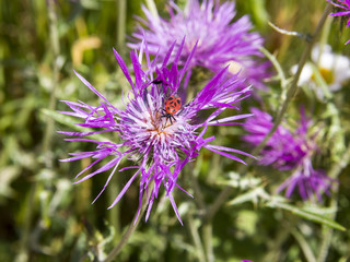 Firebug (Pyrrhocoris apterus) sucking nectar on a thistle.