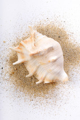 Fototapeta na wymiar shell animal