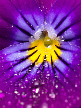 Fototapeta purple flower with drops of water