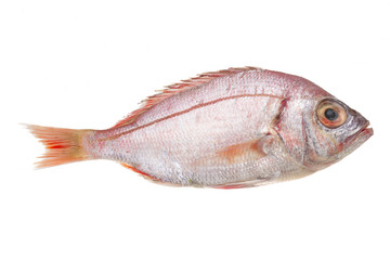 Raw Sea Perch