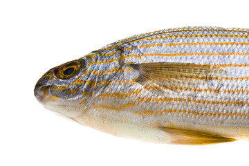 Salema porgy - sarpa fish