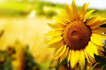 Tuscany sunflowers