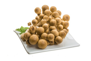 Japan mushroom Shimeji