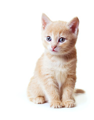 kitten