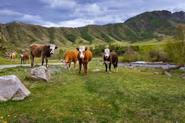 Fototapeta na wymiar cows graze