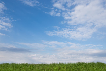 Obraz na płótnie Canvas grass under the blue sky