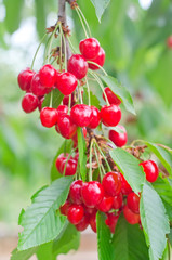 cherry on tree