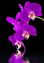 orchidée pourpre sur fond noir