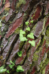 lierre sur un arbre