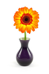 Gerbera in violetter Vase