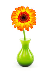 Gerbera in grüner Vase