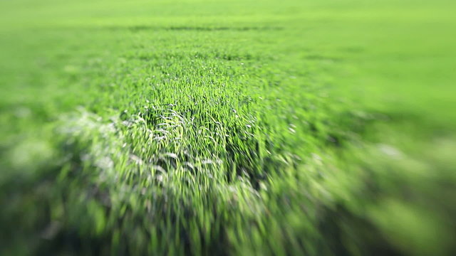 beautiful green grass, created with lensbaby