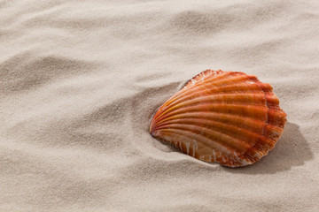 Fototapeta na wymiar Shell na piaszczystej plaży