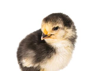 Little newborn baby chicken