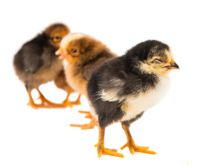 Little newborn baby chicken