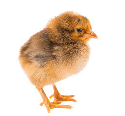 Little newborn baby chicken