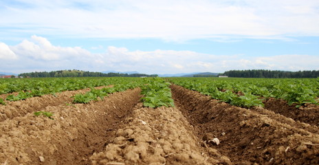 Still green potatoes