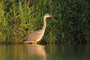 Grey Heron, Ardea cinerea